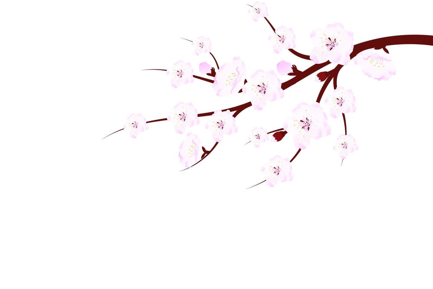 Sakura branch with flowers and leaves on white background. Cherry blossom spring design vector