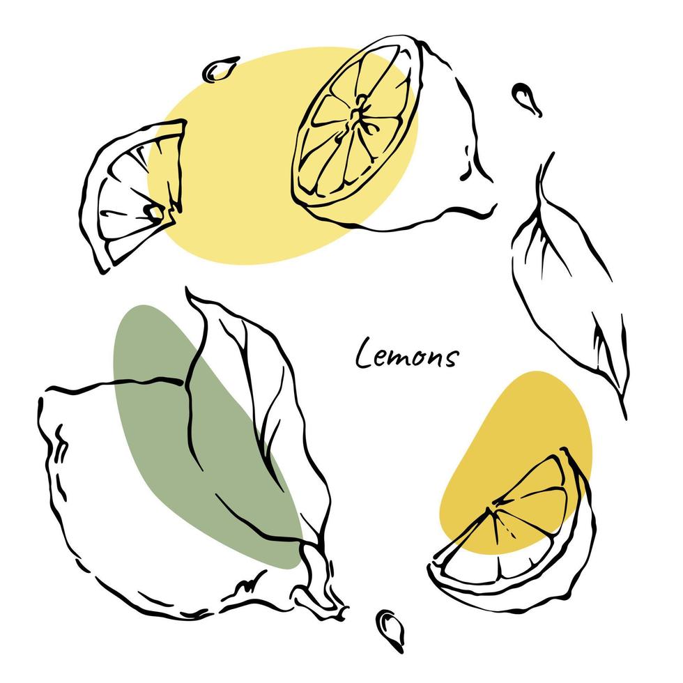 Lemon slices, leaves and seads set of outline contour drawings with yellow and green abstract color spots. Hand drawn vector citrus fruit illustrations collection on white background.