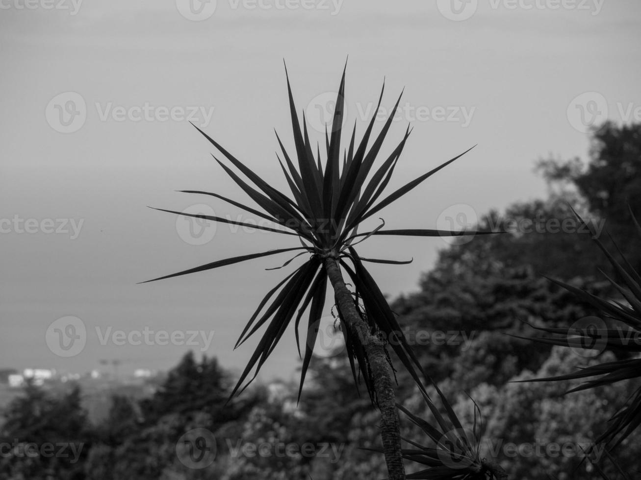 la isla de madeira foto