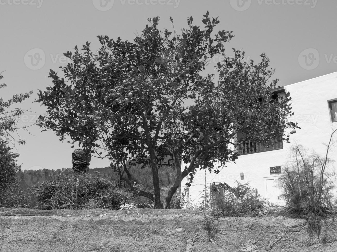 ibiza island in spain photo