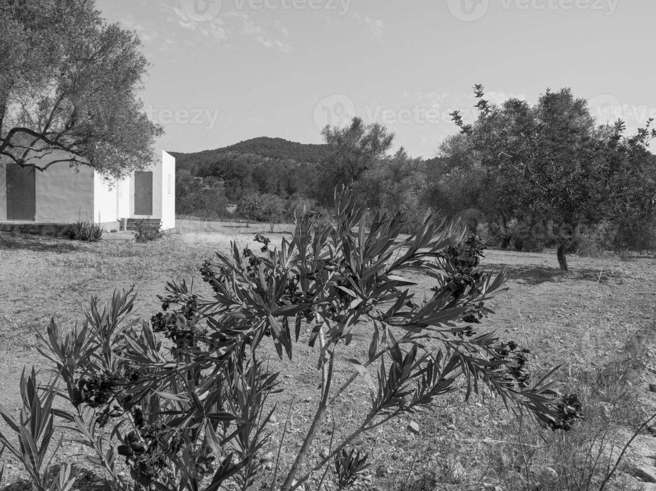 ibiza island in spain photo