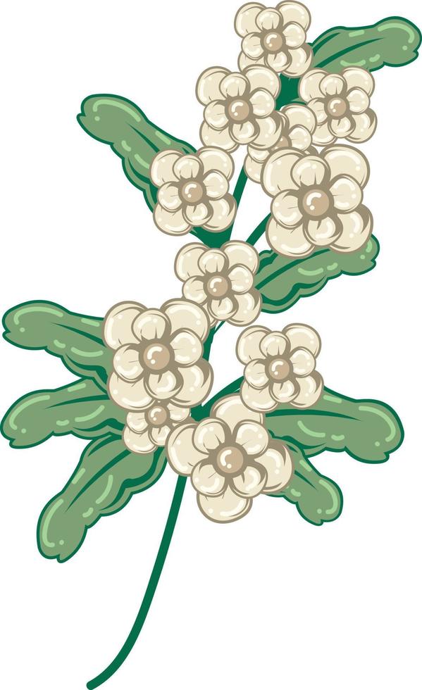 white crataegus or hawthorne flower flat illustration vector