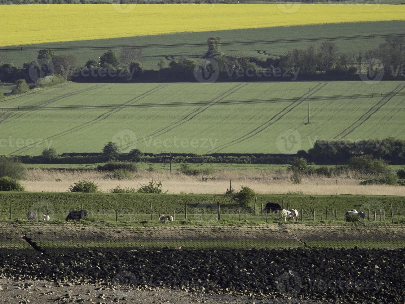 the thames river in uk photo