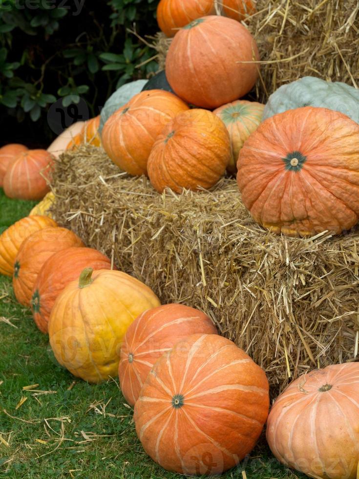 pumpkins in germany photo