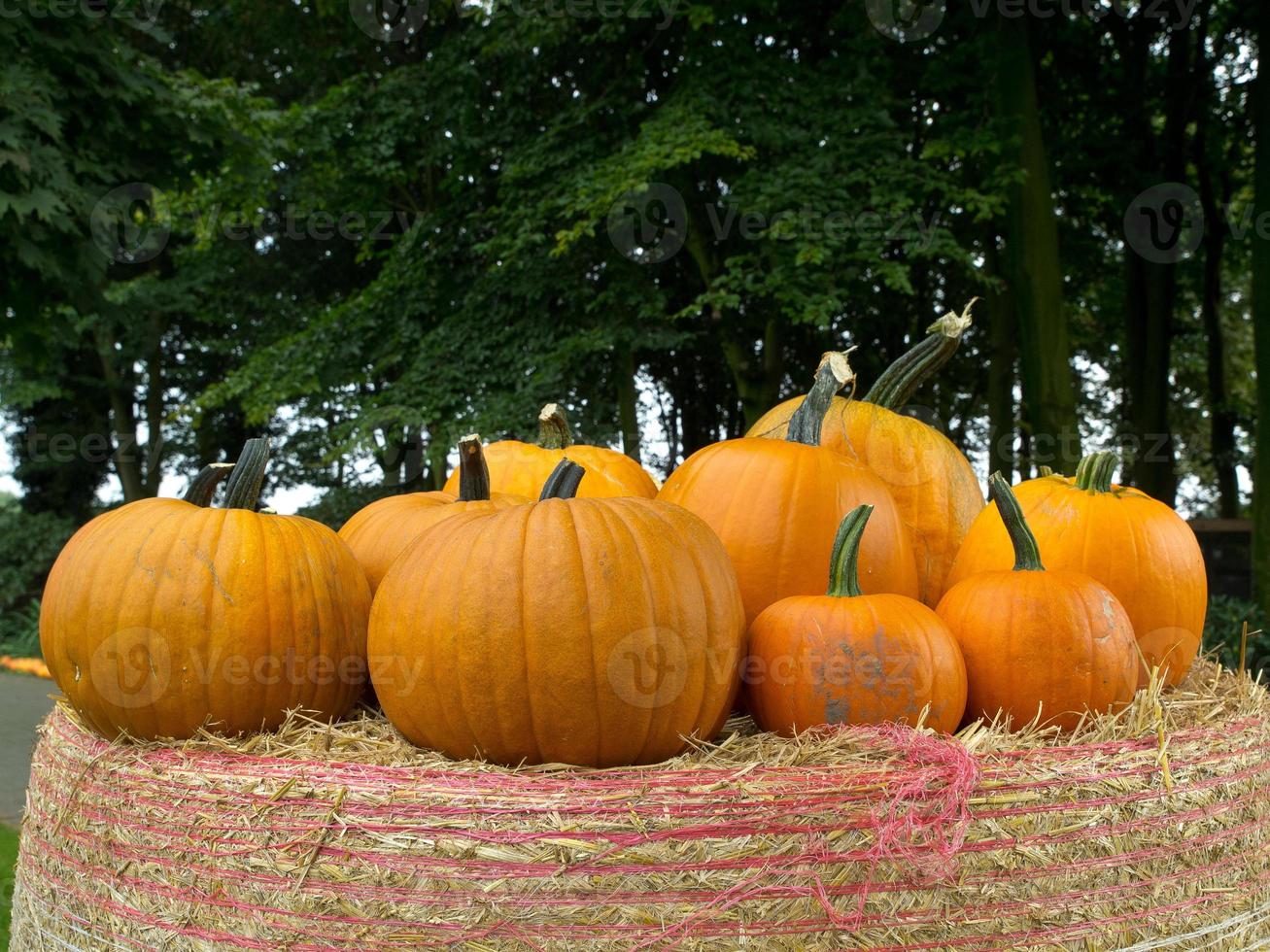pumpkins in germany photo