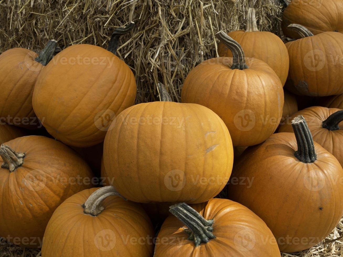 pumpkins in germany photo