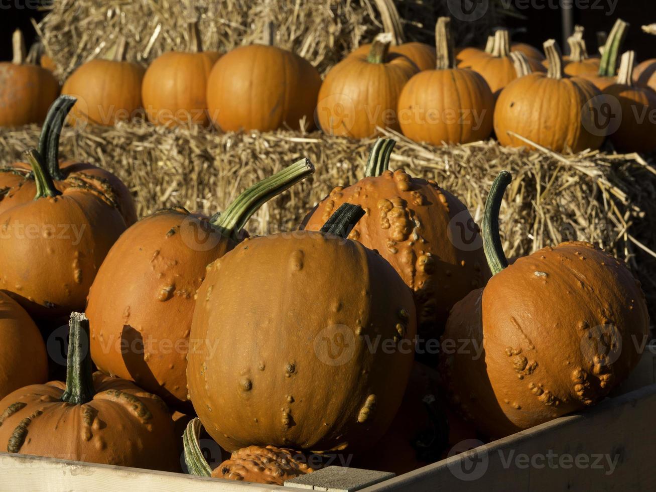 pumpkins in germany photo