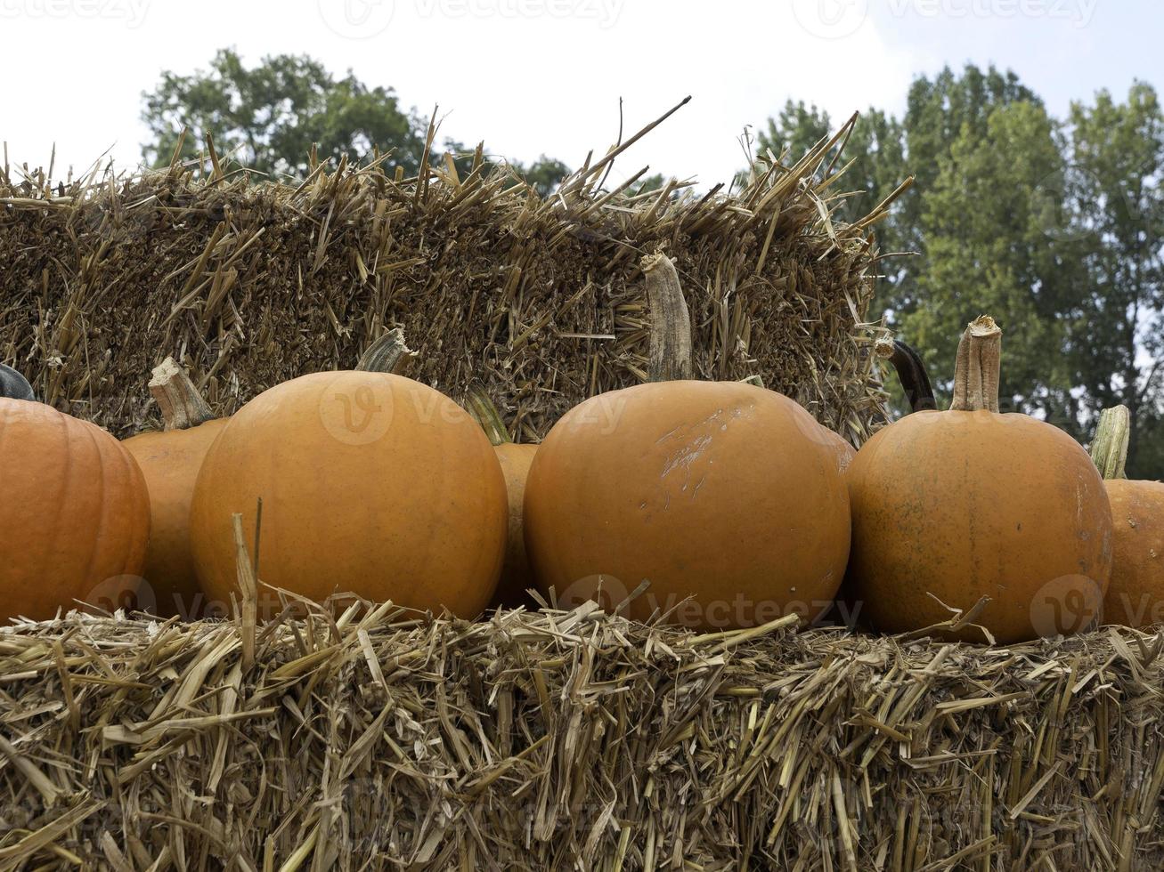 pumpkins in germany photo