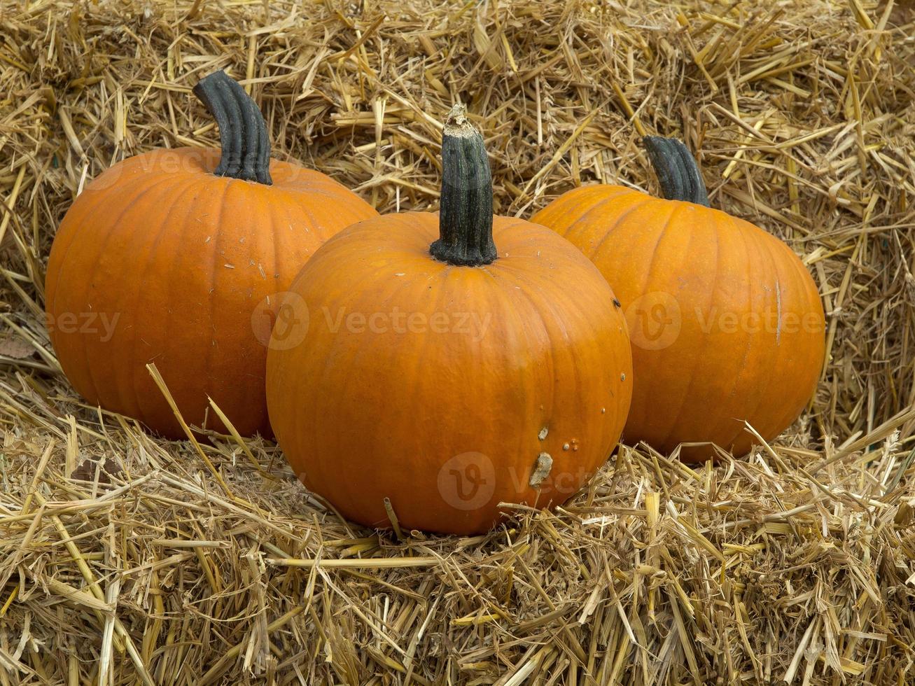 pumpkins in germany photo