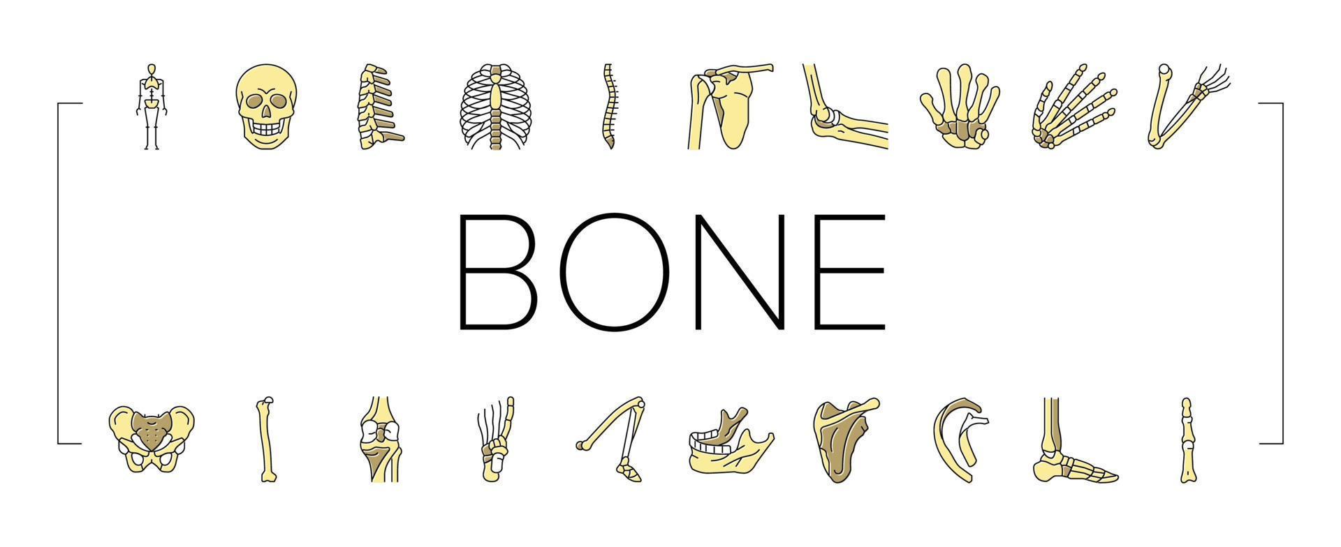 Bone Human Skeleton Structure Icons Set Vector