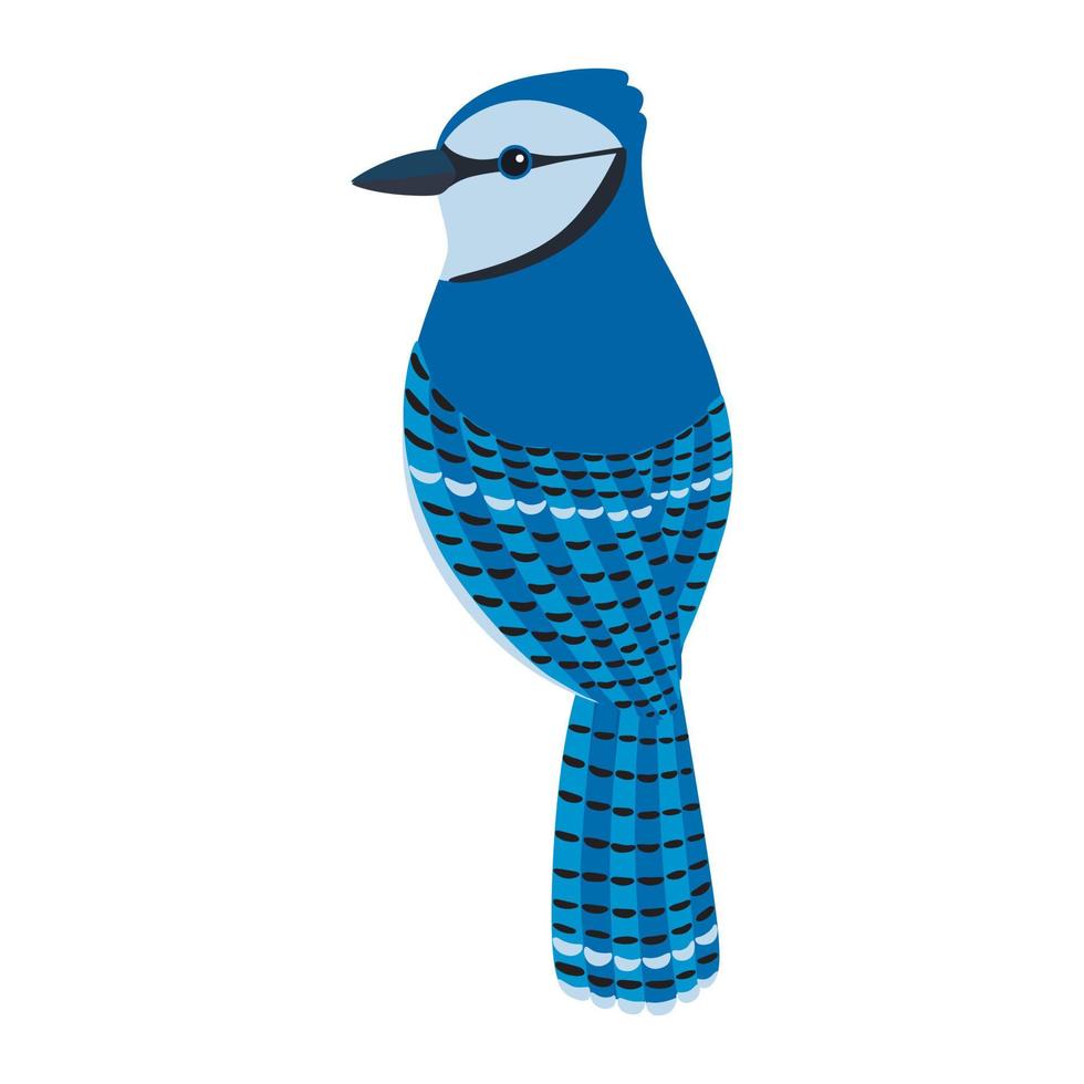 pájaro de arrendajo azul vector