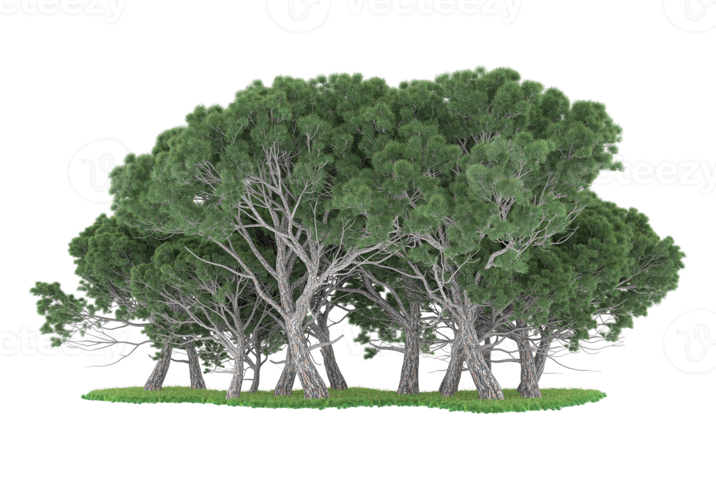 Realistic forest isolated on transparent background. 3d rendering - illustration png