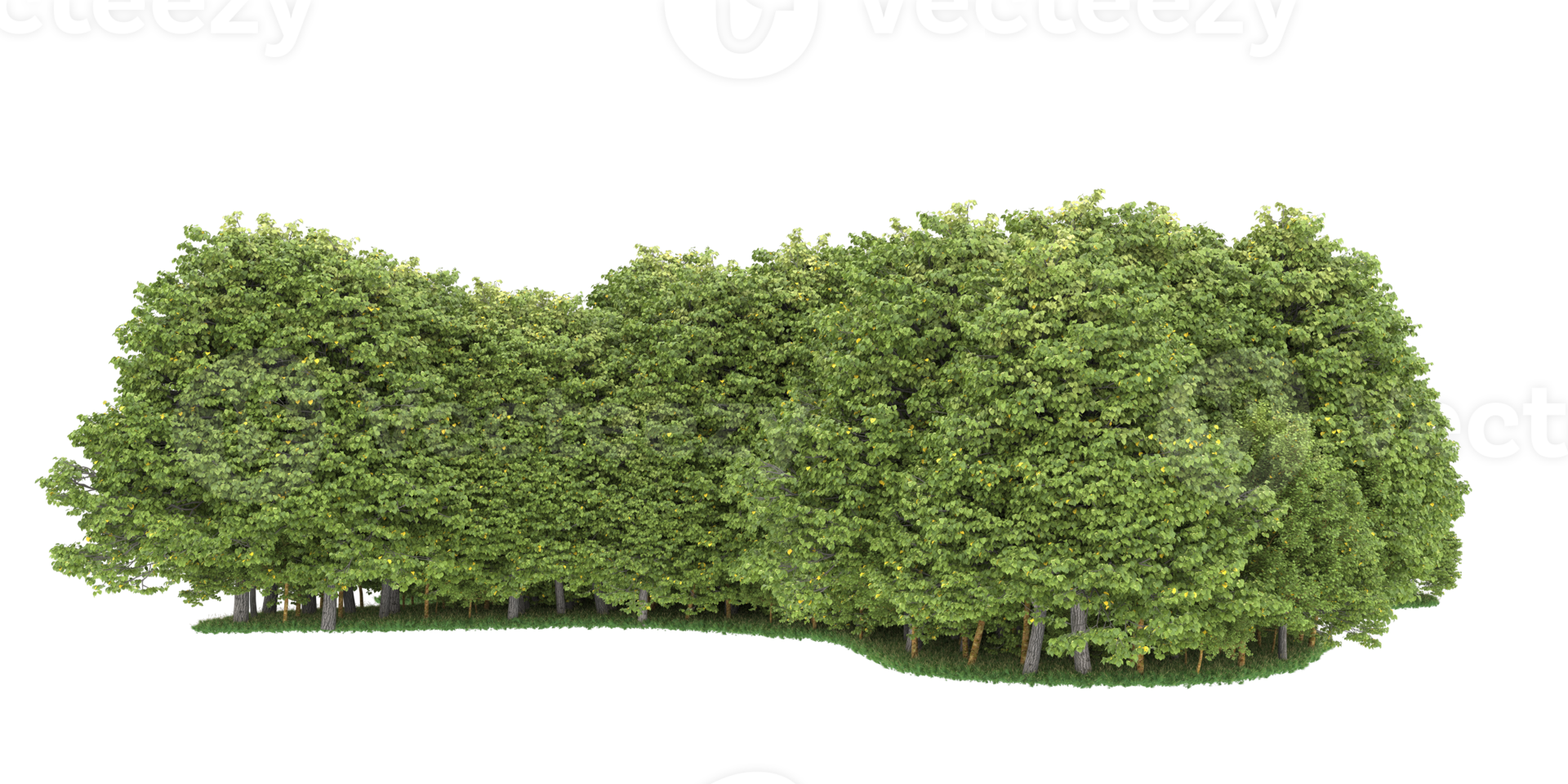 Realistic forest isolated on transparent background. 3d rendering - illustration png