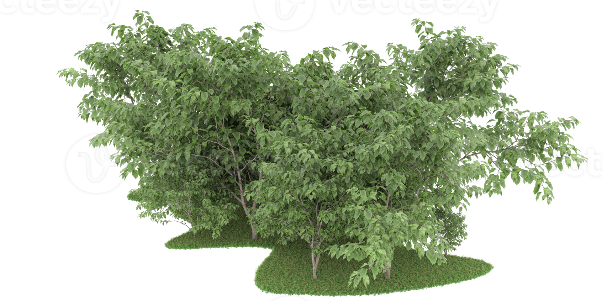 Realistic forest isolated on transparent background. 3d rendering - illustration png