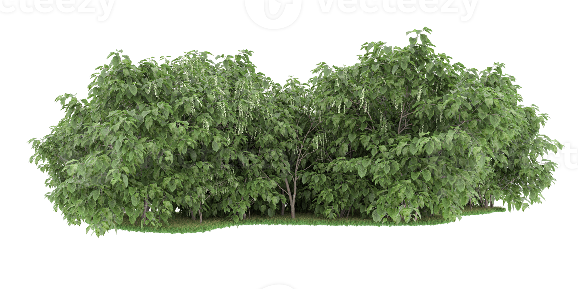 Realistic forest isolated on transparent background. 3d rendering - illustration png