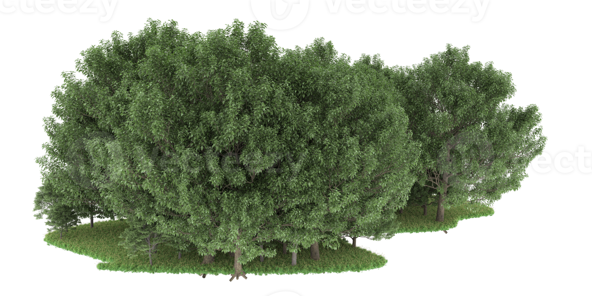Realistic forest isolated on transparent background. 3d rendering - illustration png