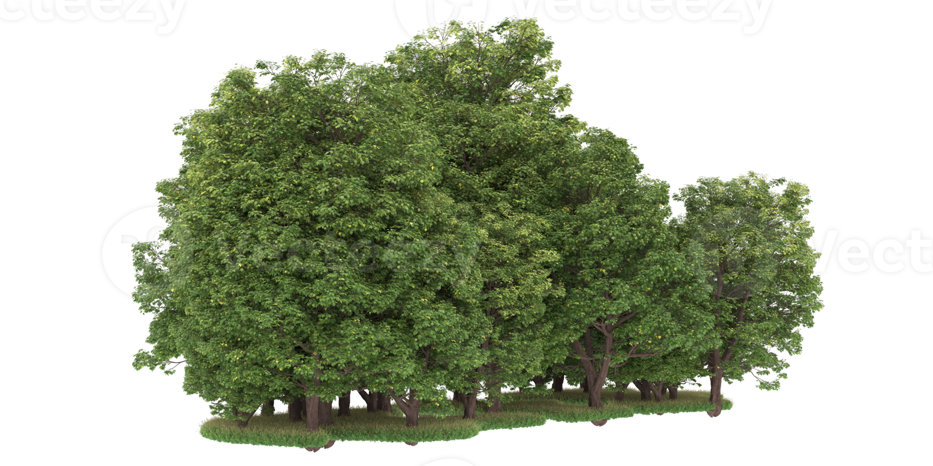 realistico foresta isolato su trasparente sfondo. 3d interpretazione - illustrazione png