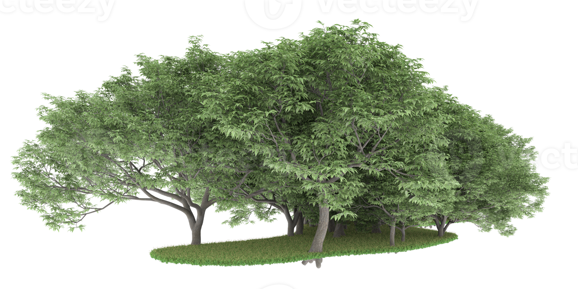 Realistic forest isolated on transparent background. 3d rendering - illustration png