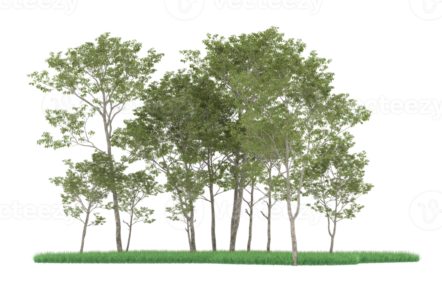 Realistic forest isolated on transparent background. 3d rendering - illustration png
