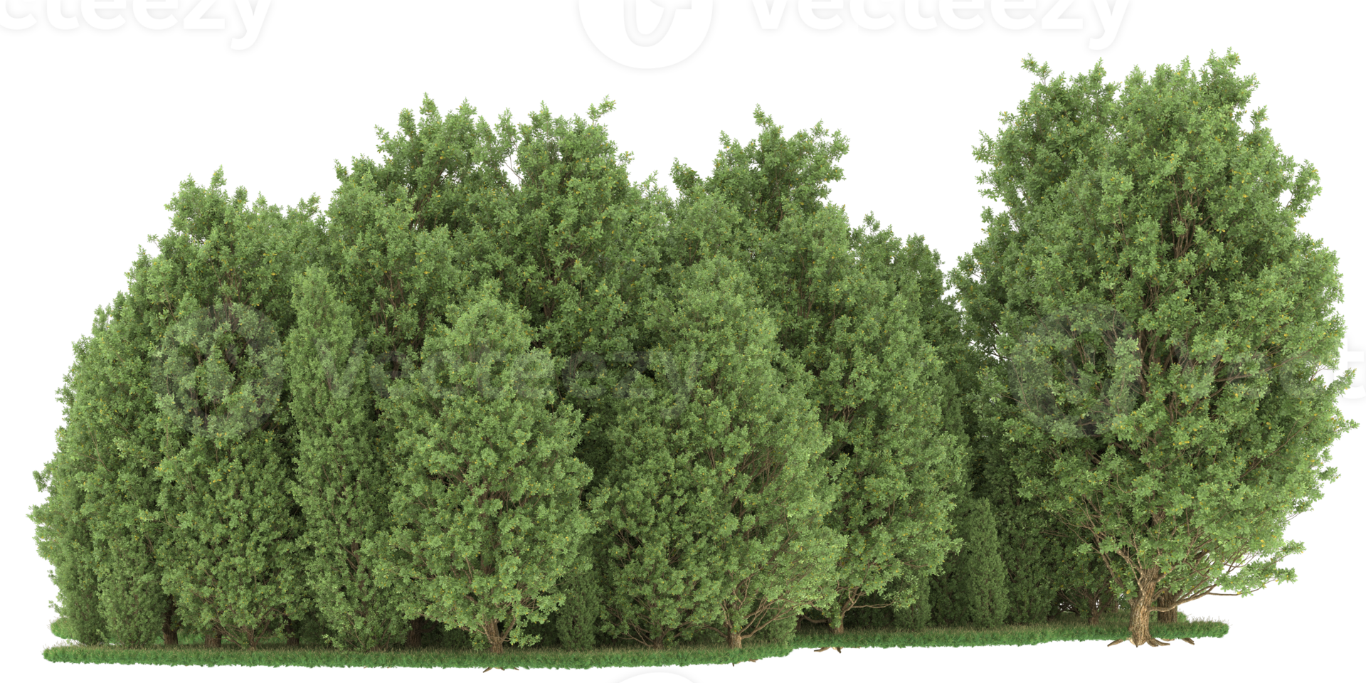 Realistic forest isolated on transparent background. 3d rendering - illustration png