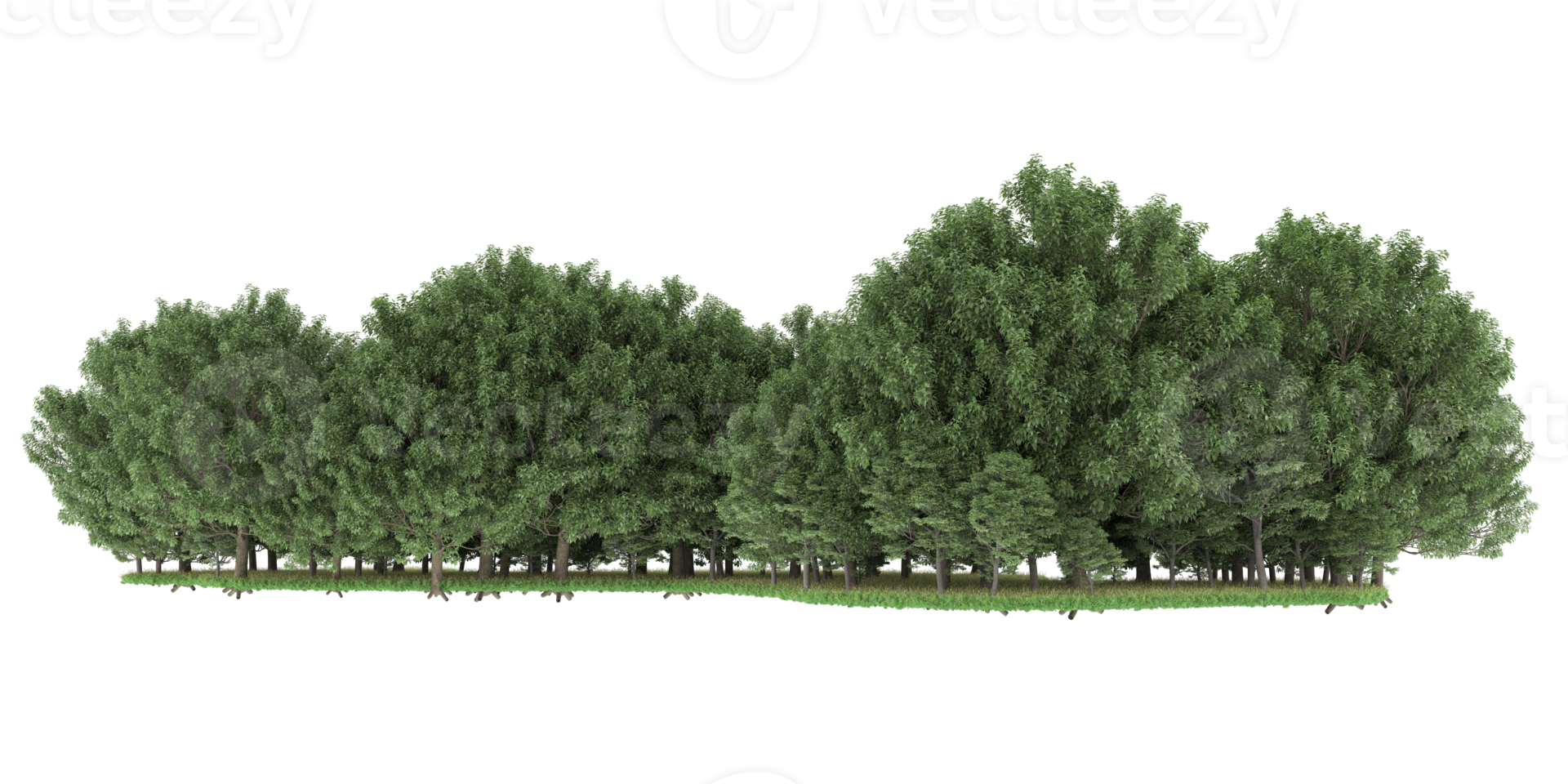 Realistic forest isolated on transparent background. 3d rendering - illustration png