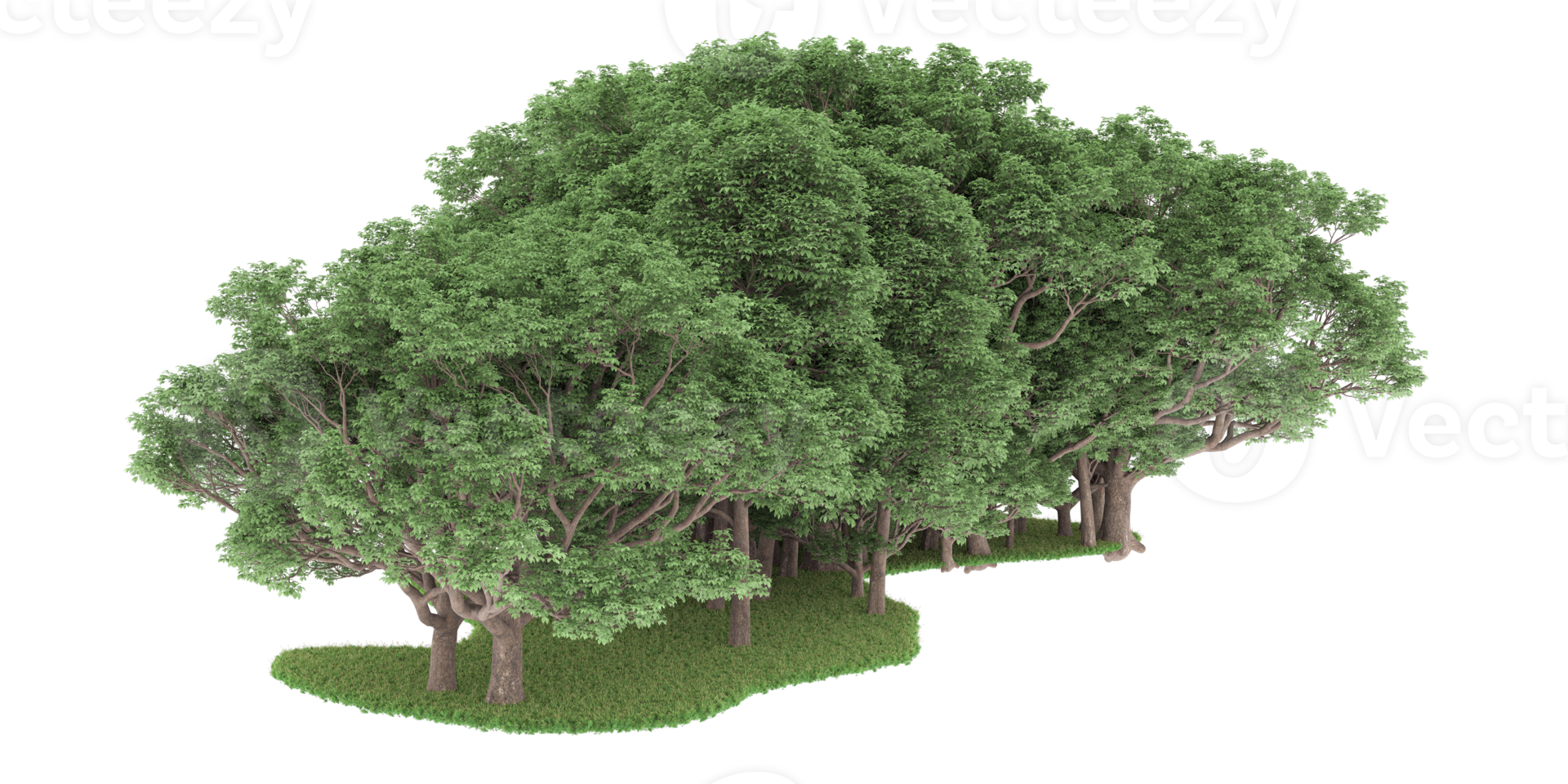 floresta realista isolada em fundo transparente. renderização 3D - ilustração png