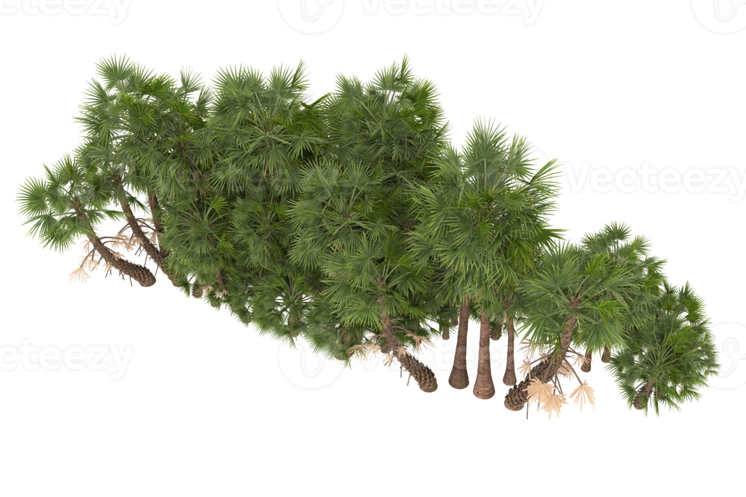 Palm trees isolated on transparent background. 3d rendering - illustration png