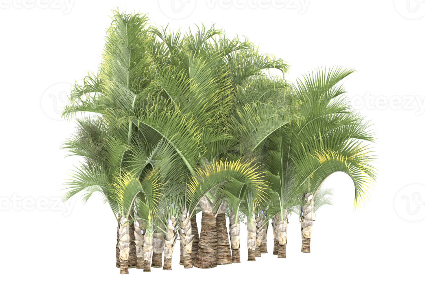 Palm trees isolated on transparent background. 3d rendering - illustration png