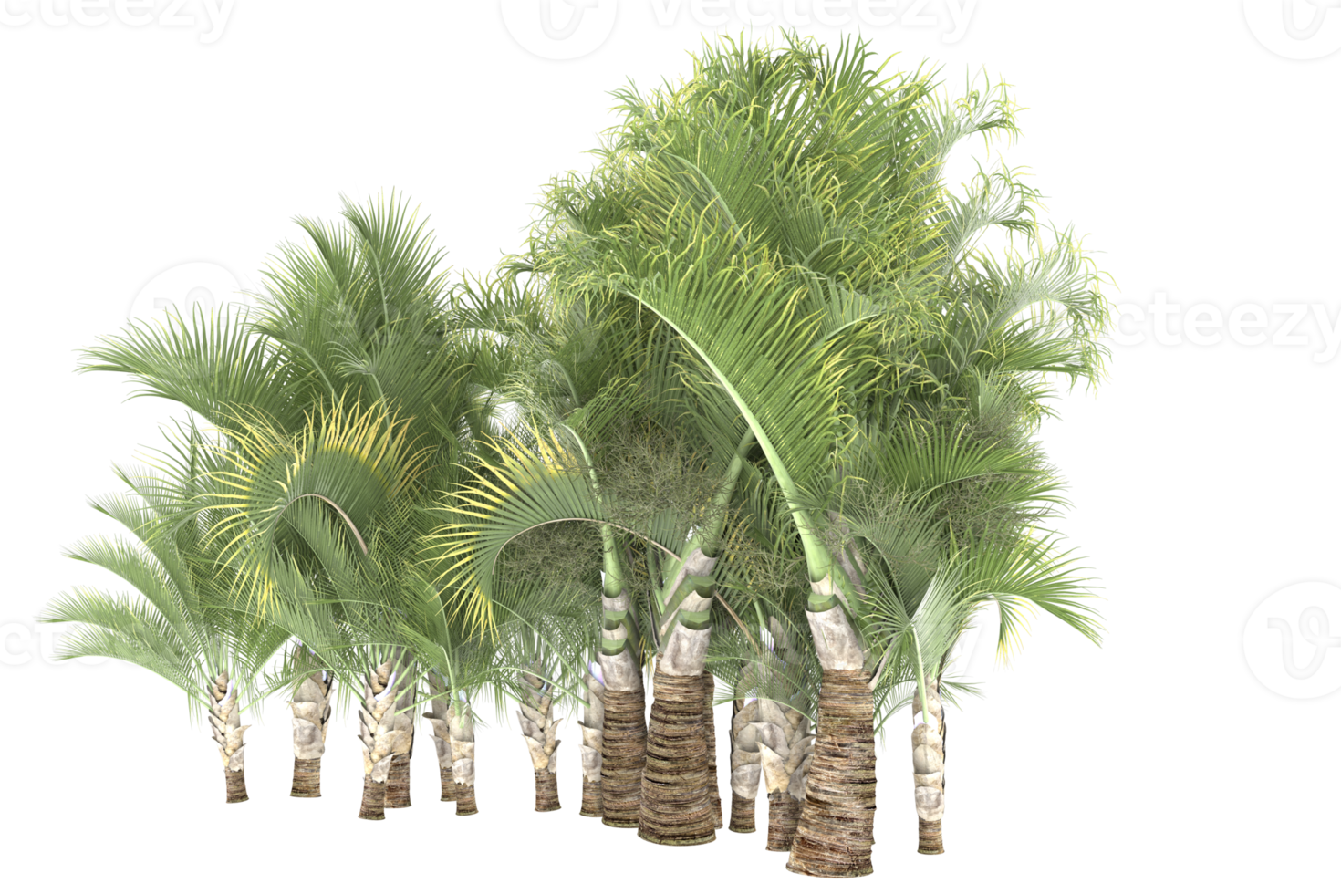 Palm trees isolated on transparent background. 3d rendering - illustration png