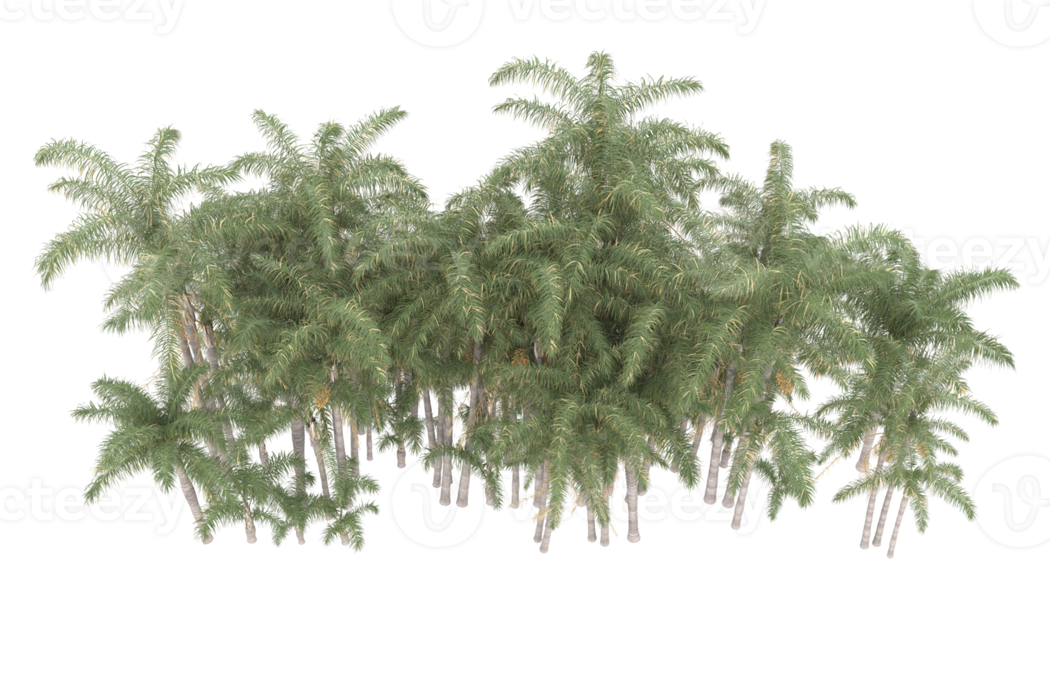 Palm trees isolated on transparent background. 3d rendering - illustration png
