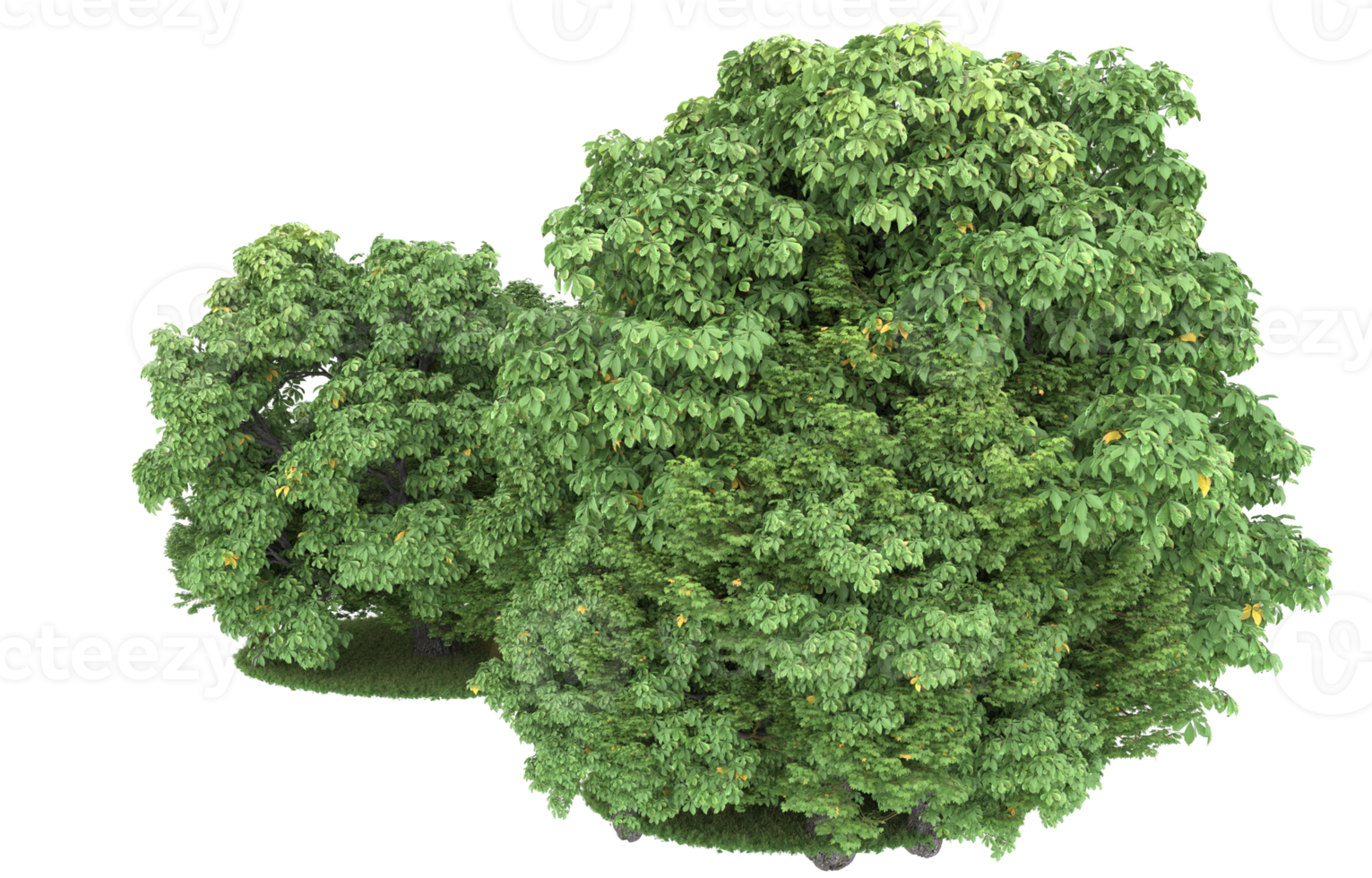 Realistic foliage isolated on transparent background. 3d rendering - illustration png