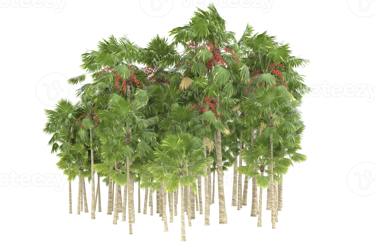 Palm trees isolated on transparent background. 3d rendering - illustration png