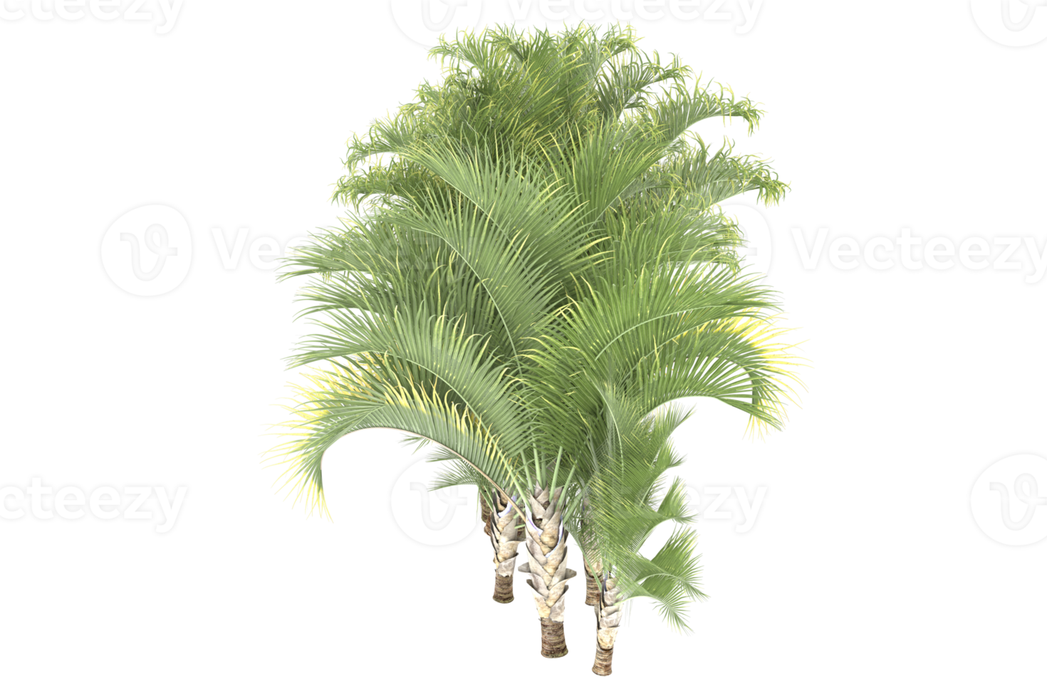 Palm trees isolated on transparent background. 3d rendering - illustration png