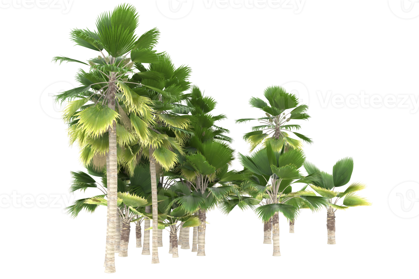 Palm trees isolated on transparent background. 3d rendering - illustration png