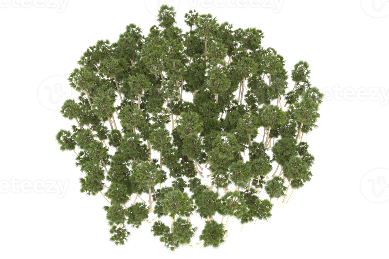 Palm trees isolated on transparent background. 3d rendering - illustration png