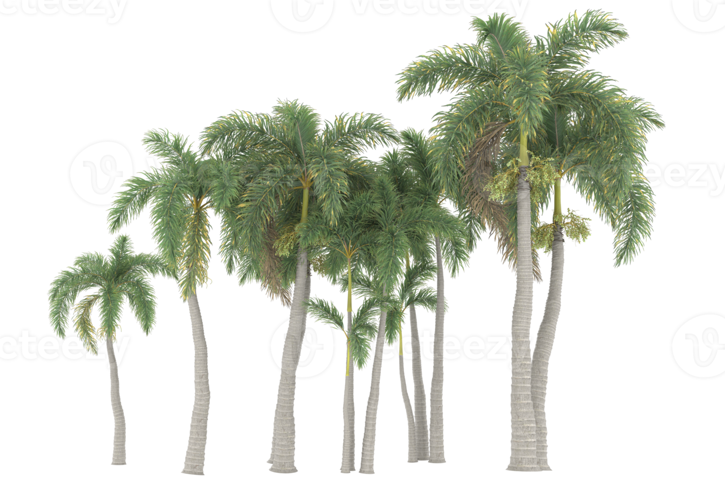 Palm trees isolated on transparent background. 3d rendering - illustration png