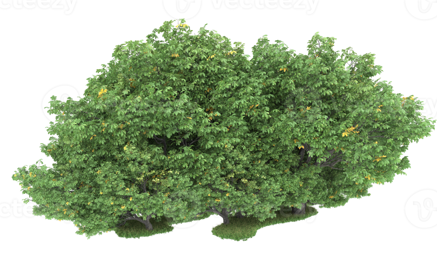 Realistic foliage isolated on transparent background. 3d rendering - illustration png