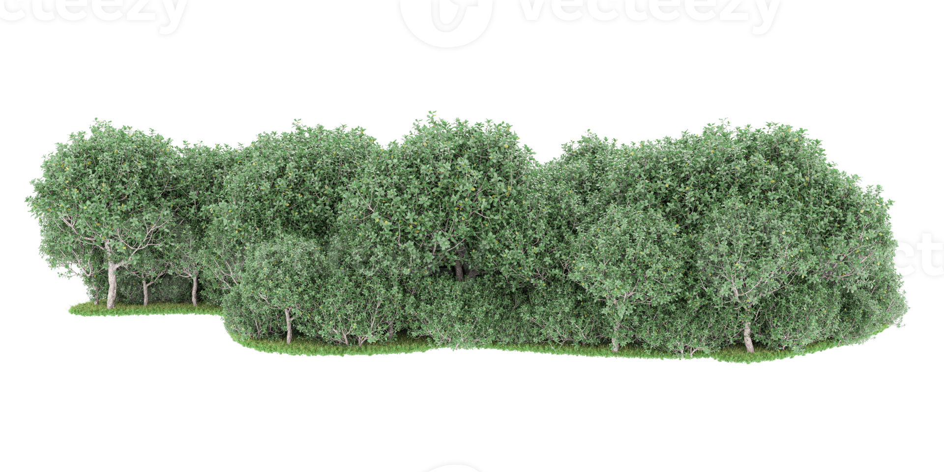 realistico foresta isolato su trasparente sfondo. 3d interpretazione - illustrazione png