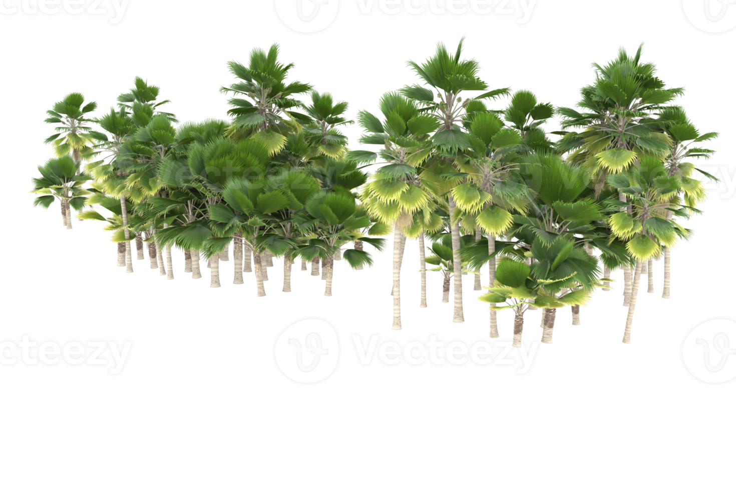 Palm trees isolated on transparent background. 3d rendering - illustration png
