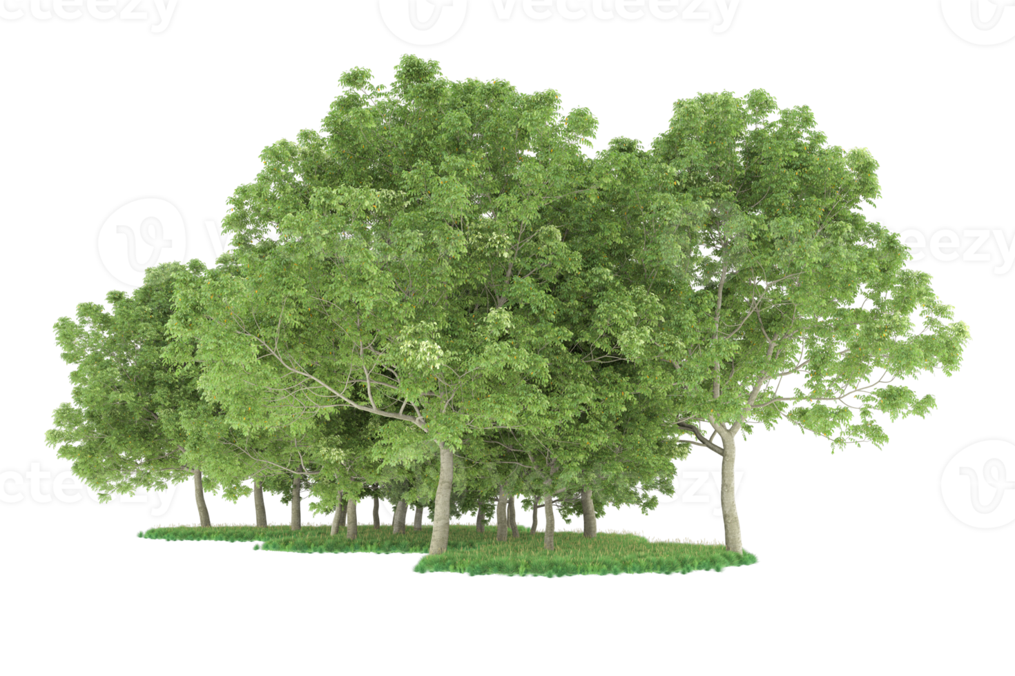 Realistic forest isolated on transparent background. 3d rendering - illustration png