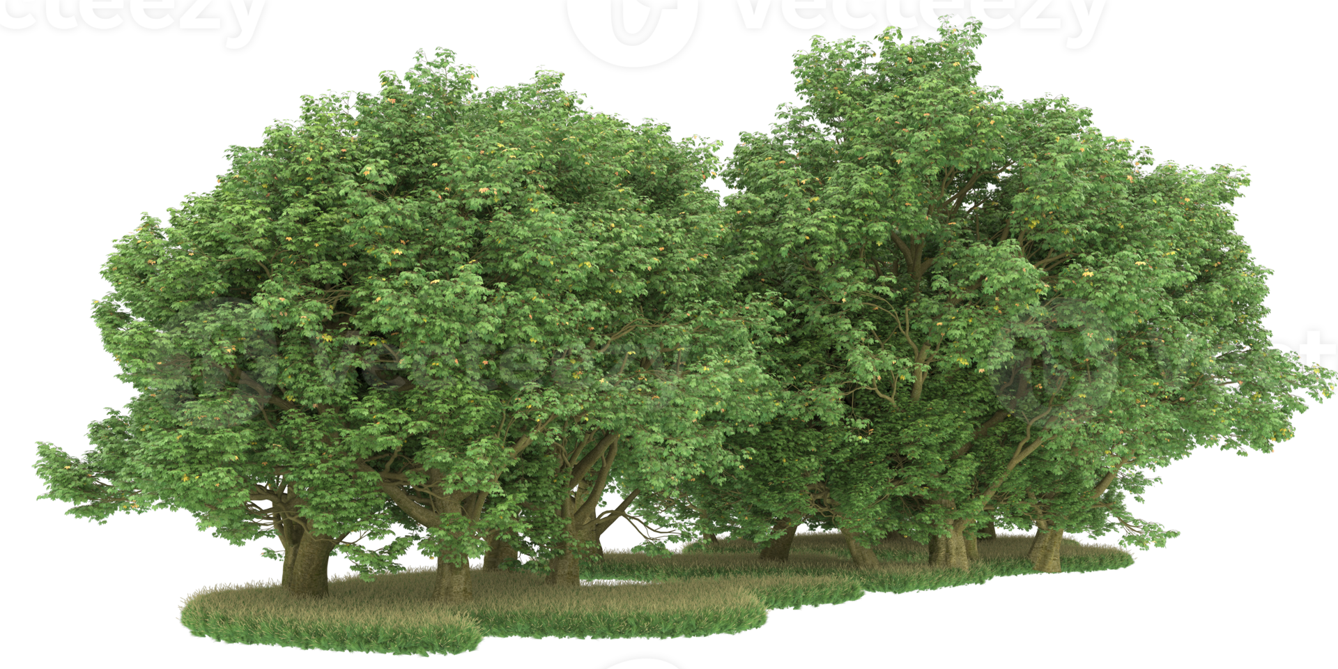Realistic forest isolated on transparent background. 3d rendering - illustration png