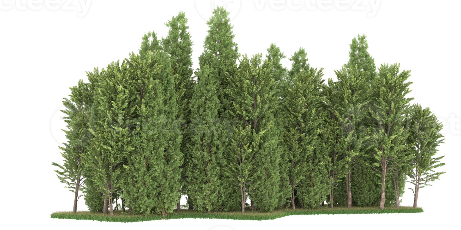 Realistic forest isolated on transparent background. 3d rendering - illustration png