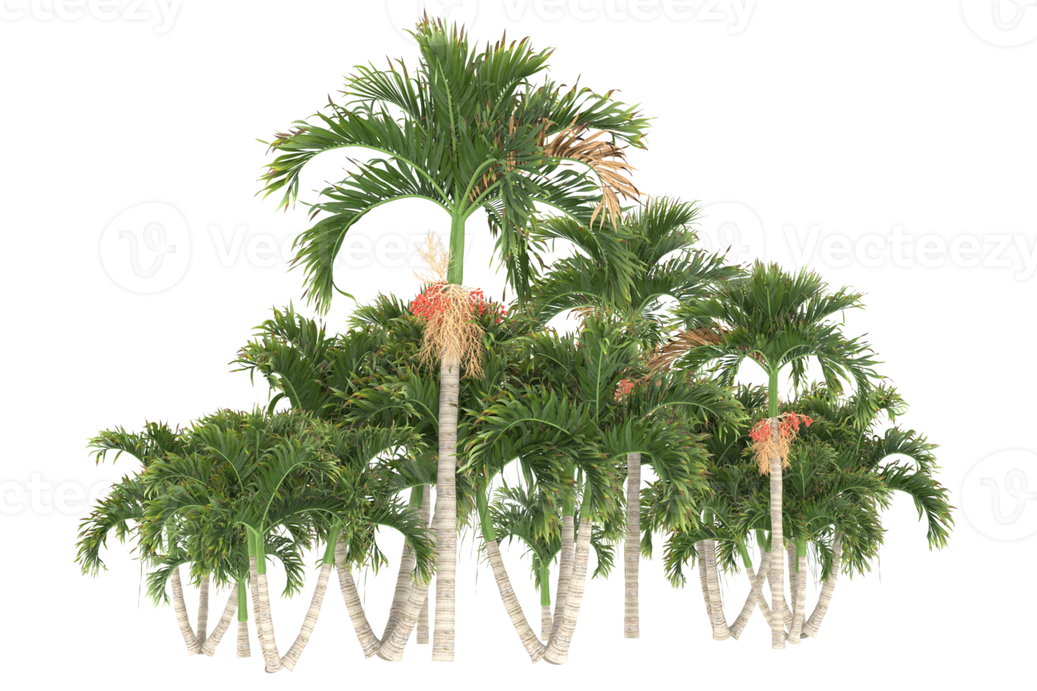 Palm trees isolated on transparent background. 3d rendering - illustration png