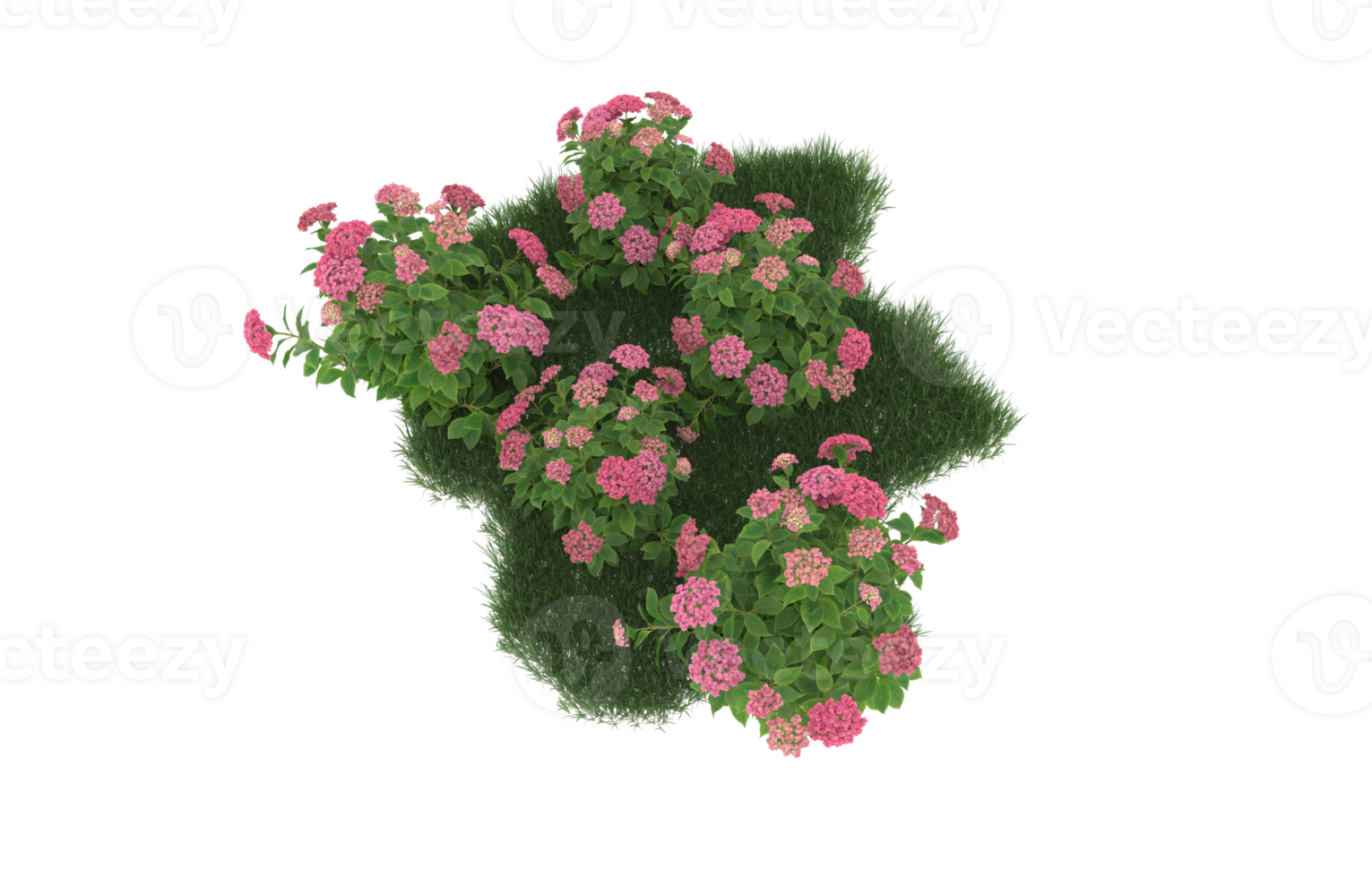 Realistic foliage isolated on transparent background. 3d rendering - illustration png