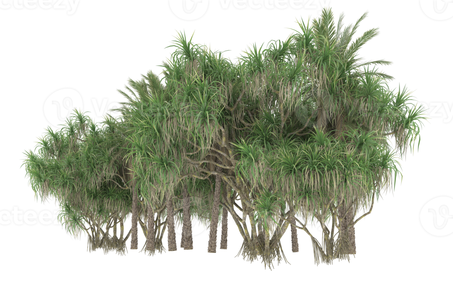 Palm trees isolated on transparent background. 3d rendering - illustration png