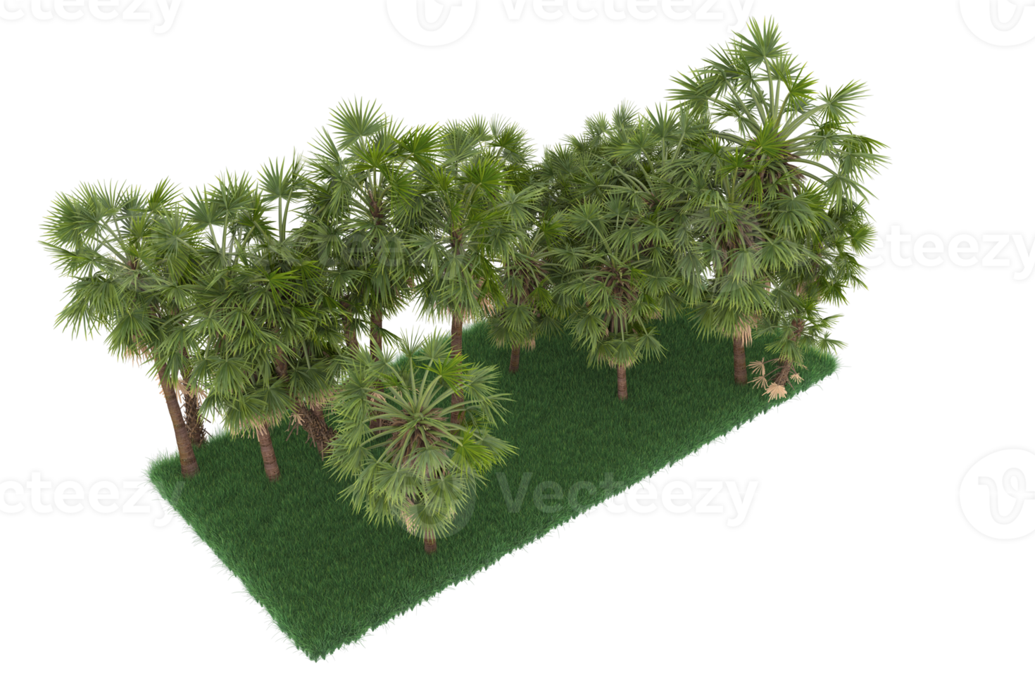 Palm trees isolated on transparent background. 3d rendering - illustration png