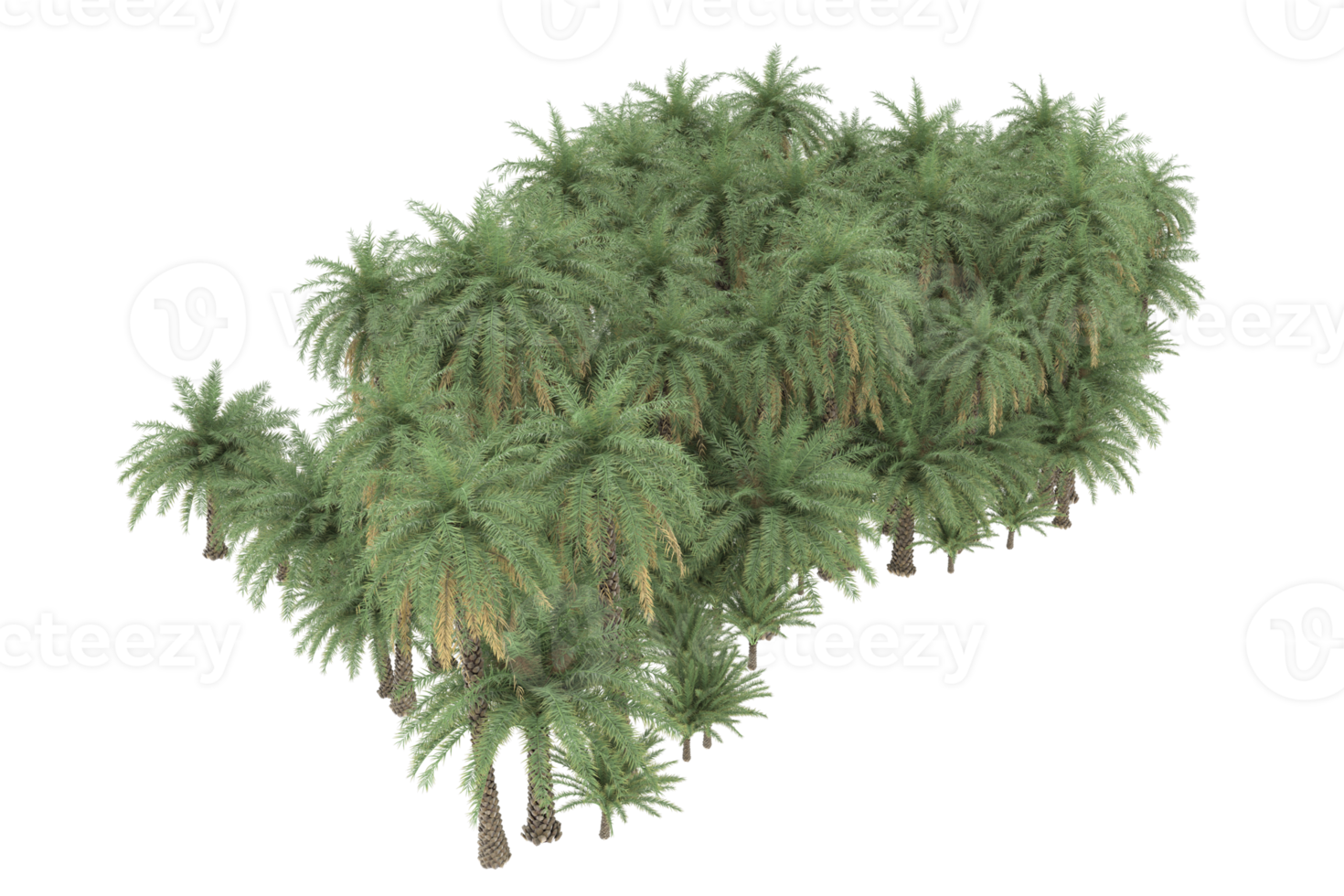 Palm trees isolated on transparent background. 3d rendering - illustration png