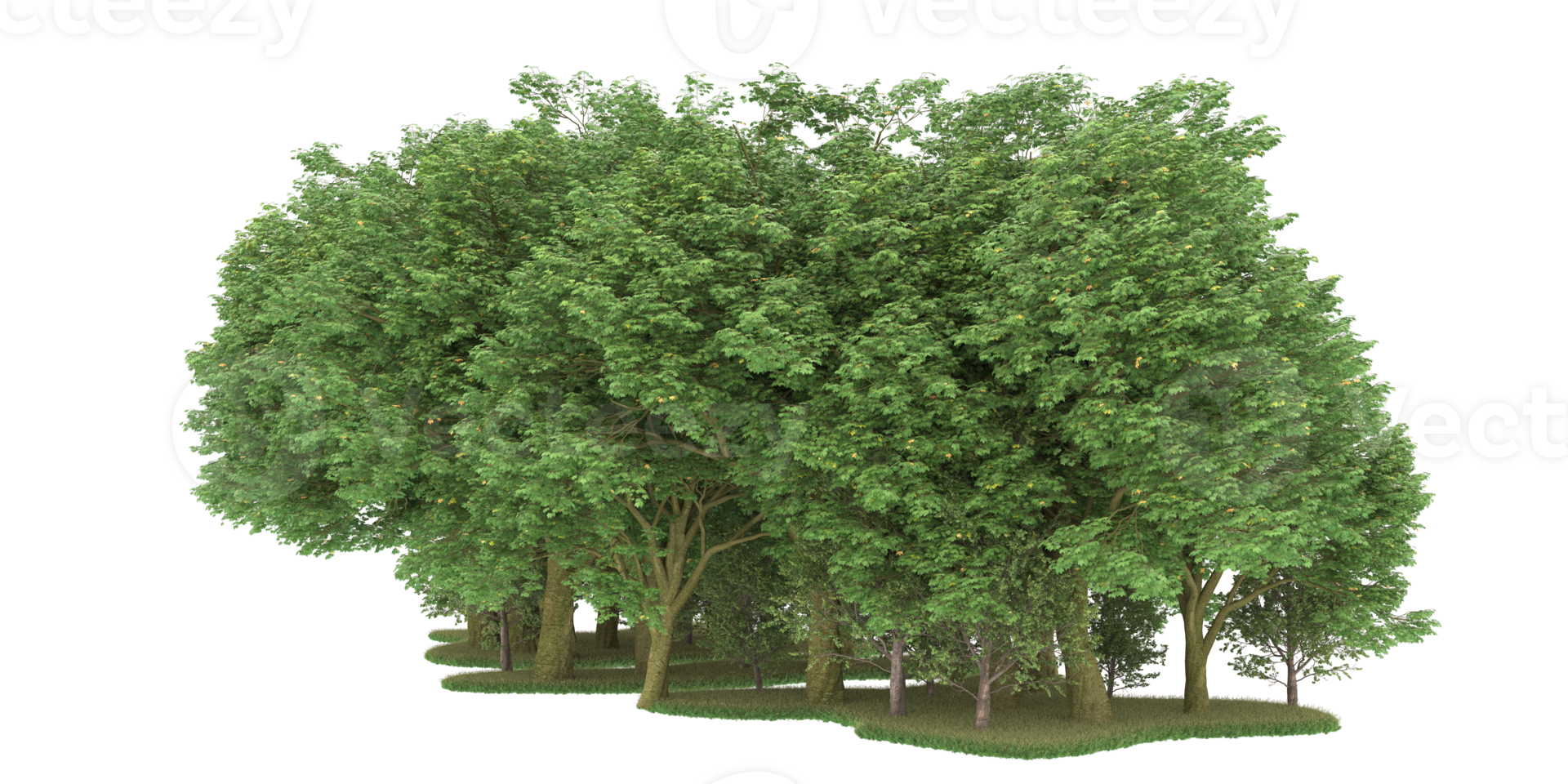 Realistic forest isolated on transparent background. 3d rendering - illustration png
