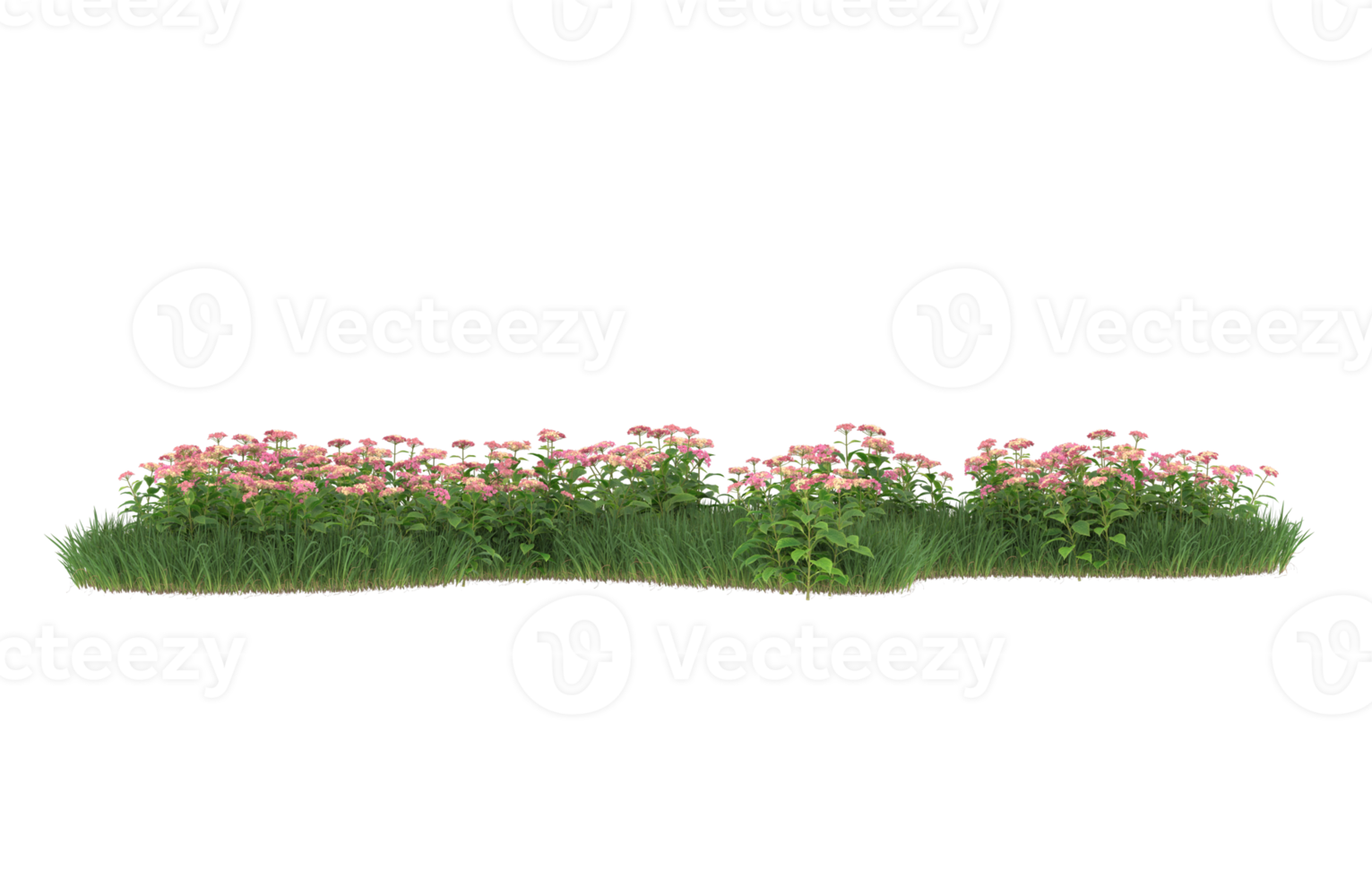 Realistic foliage isolated on transparent background. 3d rendering - illustration png