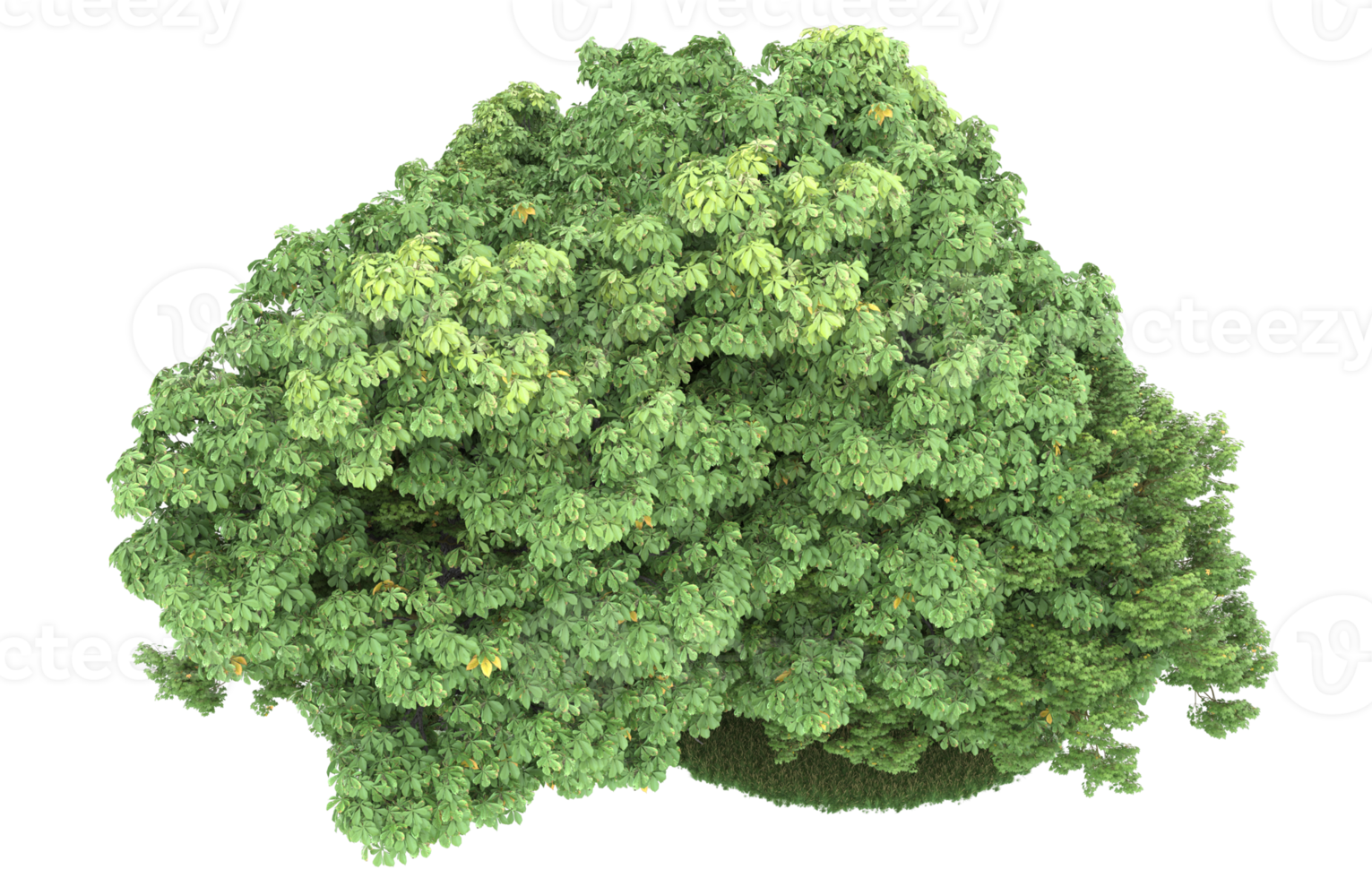 Realistic foliage isolated on transparent background. 3d rendering - illustration png